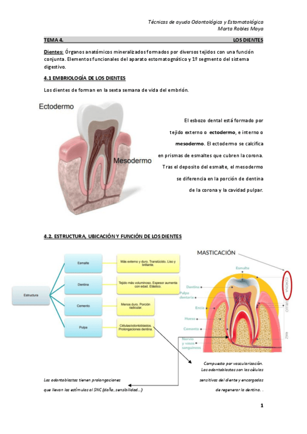 Miniatura del documento Tecnicas-de-ayuda-odontologica-y-estomatologica.pdf