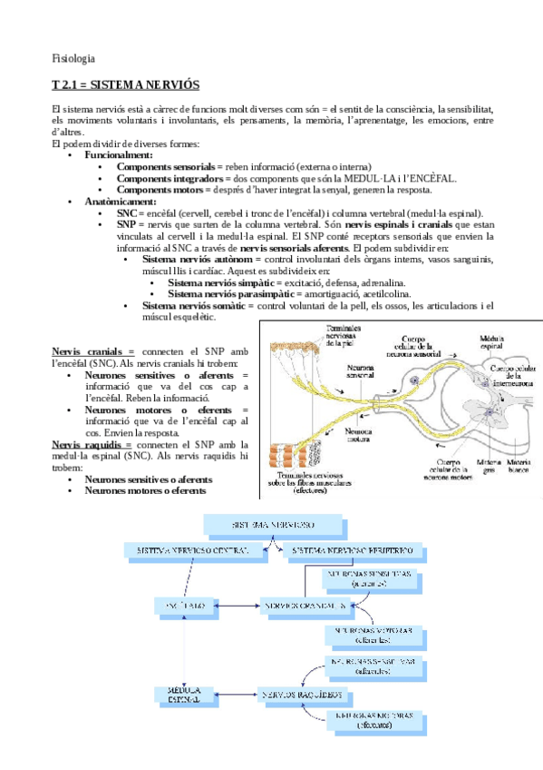 Miniatura del documento Apunts-fisiologia.pdf