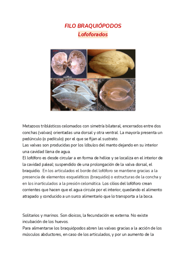 Miniatura del documento FILO-BRAQUIOPODOS.pdf