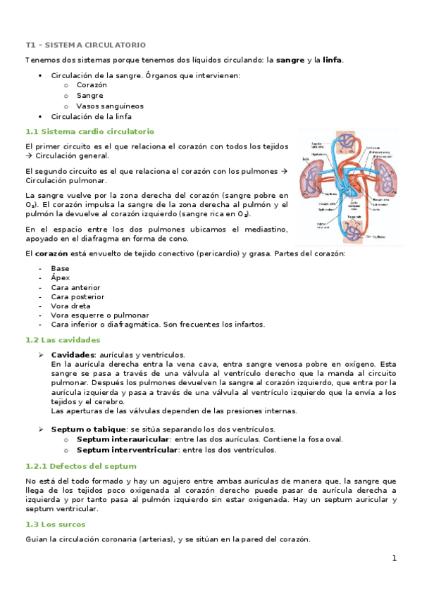 Miniatura del documento Resumen-Fisiologia-II.docx