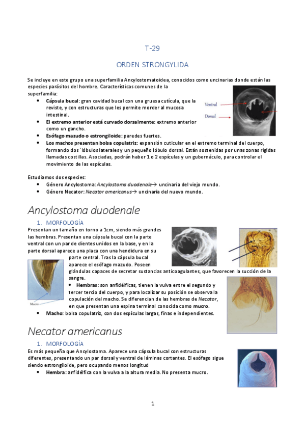 Miniatura del documento TEMA-29.pdf
