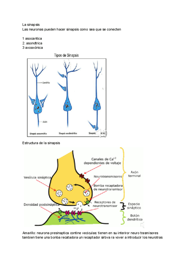 Miniatura del documento resumen-sinapsis-.pdf