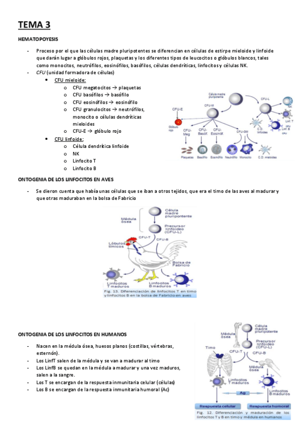 Miniatura del documento TEMA-3.pdf