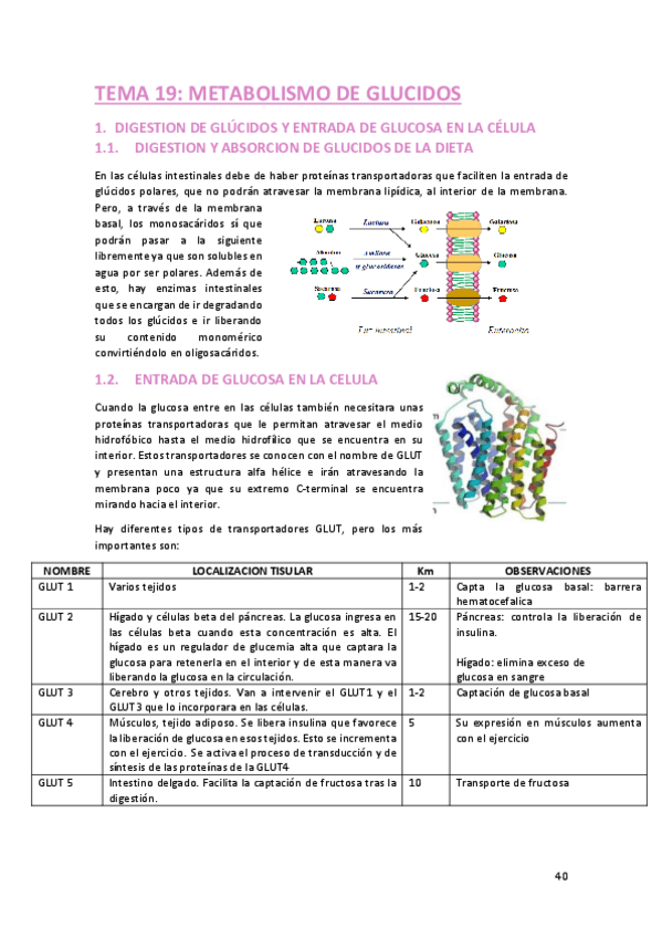 Miniatura del documento 2o-parte-bioquimica.pdf