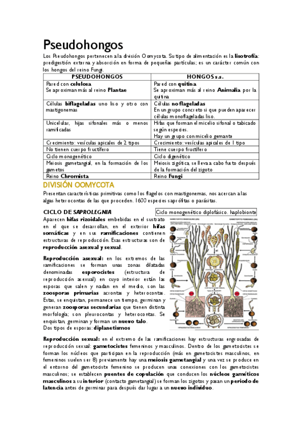 Miniatura del documento 11-Pseudohongos.pdf