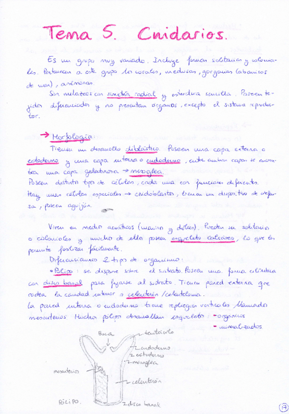 Miniatura del documento Tema 5 Cnidarios.pdf