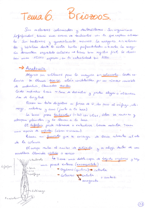 Miniatura del documento Tema 6 Briozoos.pdf
