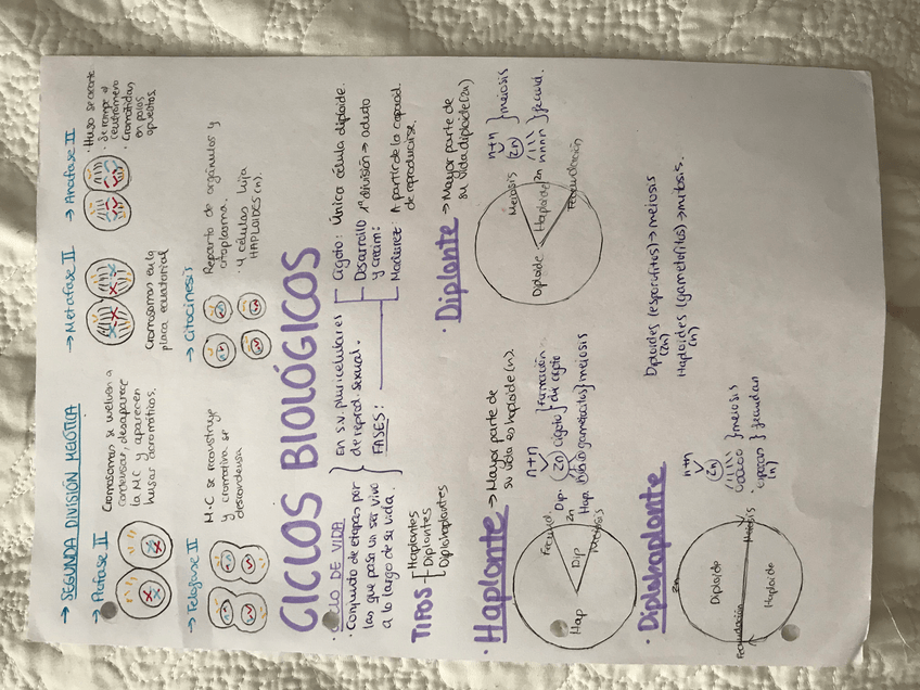 Miniatura del documento 80E5308E-9A6C-4307-9DB2-EAAF29E0ED8F.jpg