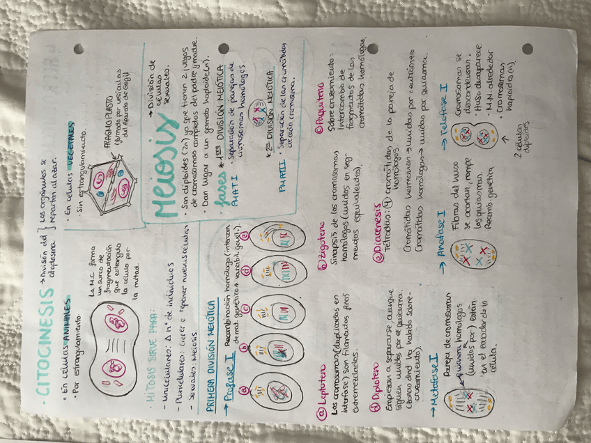 Miniatura del documento C5B6A0E8-F944-48FB-A395-3354260A08E7.jpg