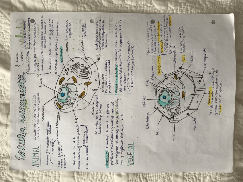 Miniatura del documento 8DF390EE-B09F-41D9-906E-FD37469175C9.jpg