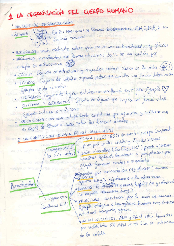 Miniatura del documento APUNTES-EL-CUERPO-HUMANO.pdf