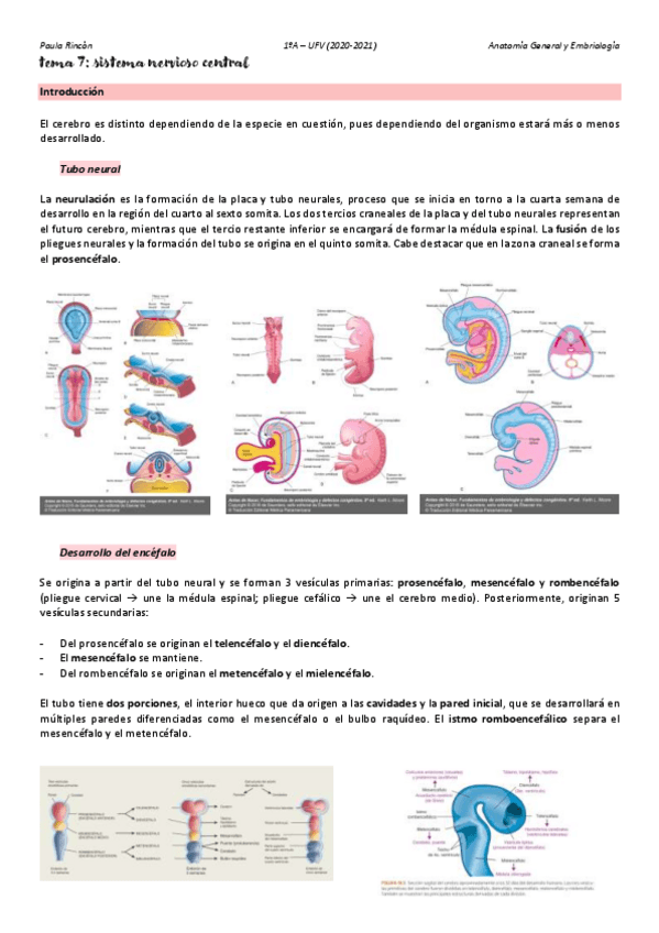 Miniatura del documento Anatomia-T7.pdf