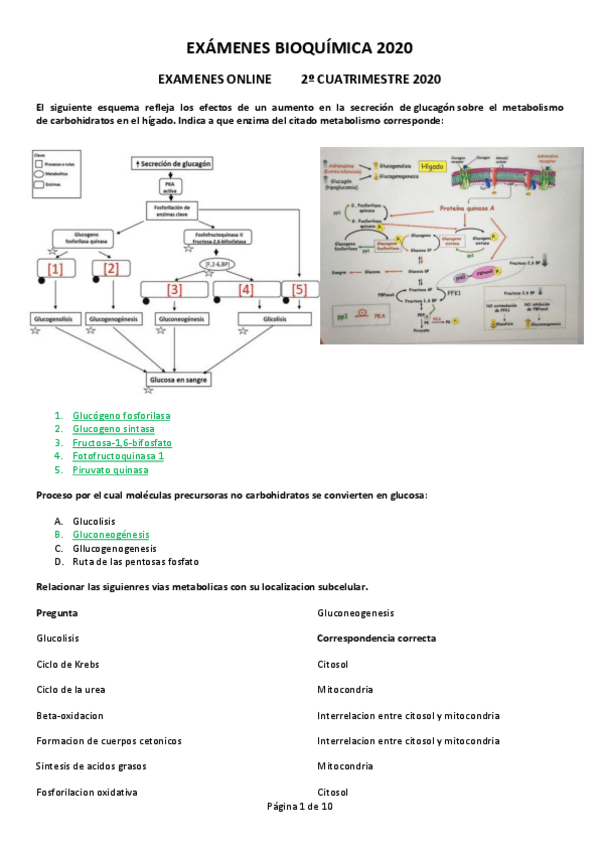 Miniatura del documento EXAMENES-2o-CUATRI-BIOQUIMICA.pdf