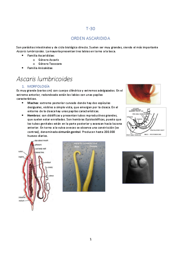 Miniatura del documento TEMA-30.pdf