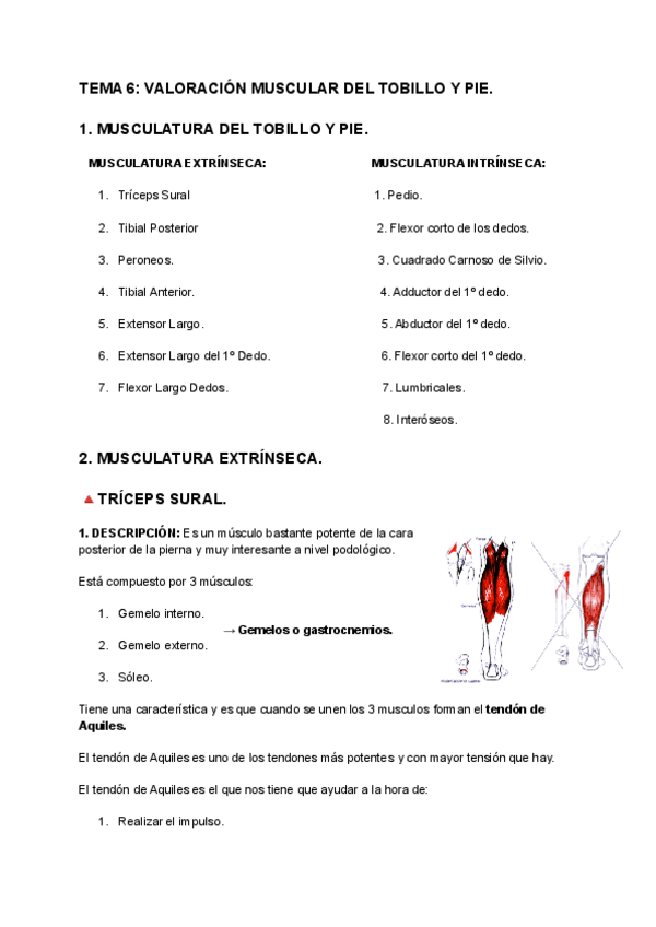 Miniatura del documento TEMA-6-VALORACION-MUSCULAR-DEL-TOBILLO-Y-PIE.pdf