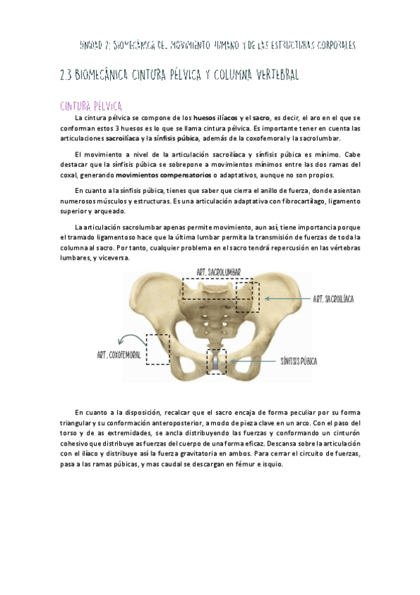 Miniatura del documento Unidad-II-Cintura-Pelvica.pdf