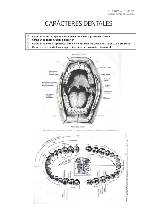 Miniatura del documento CARACTERES-DENTALES-COMPLETO.pdf