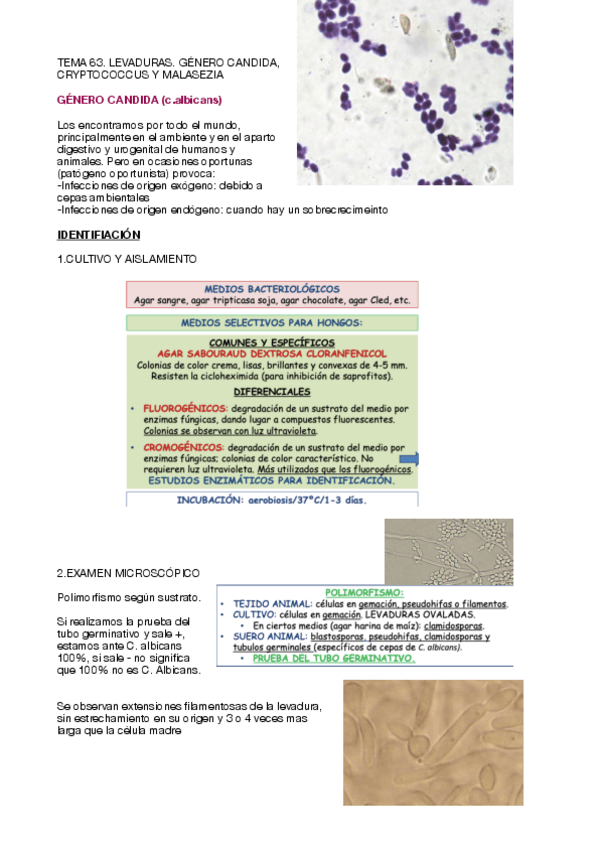 Miniatura del documento Tema-63.pdf