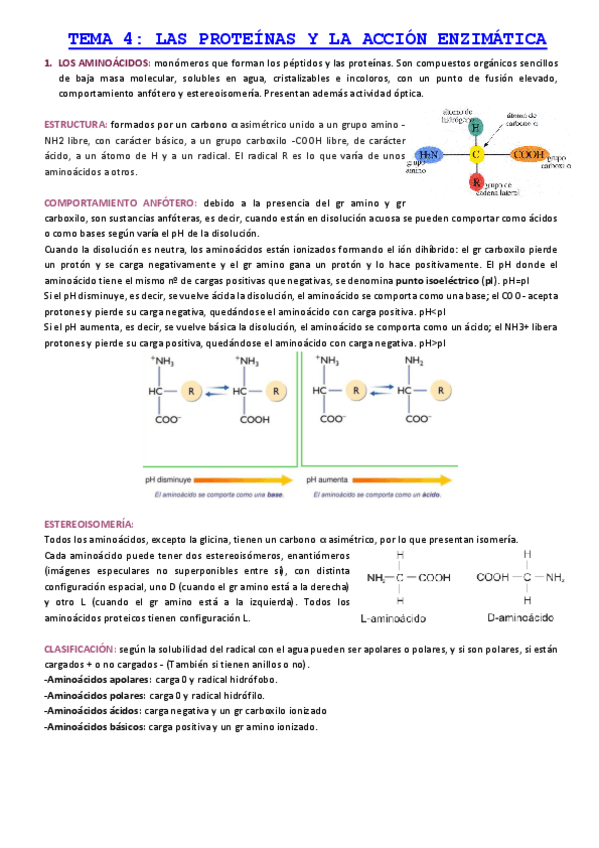 Miniatura del documento TEMA-4-LAS-PROTEINAS-Y-LA-ACCION-ENZIMATICA-LOS-AMINOACIDOS.pdf