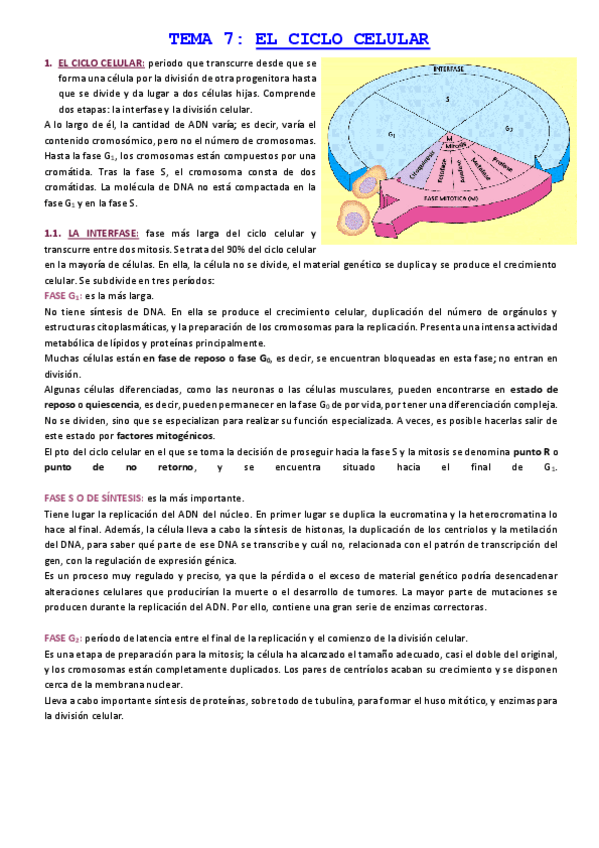 Miniatura del documento TEMA-7-EL-CICLO-CELULAR.pdf