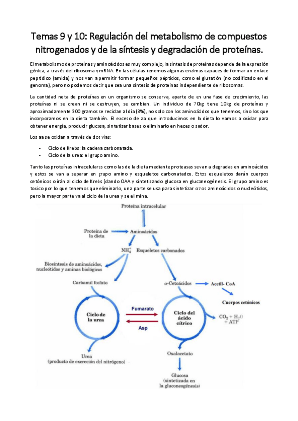 Miniatura del documento Temas 9 y 10