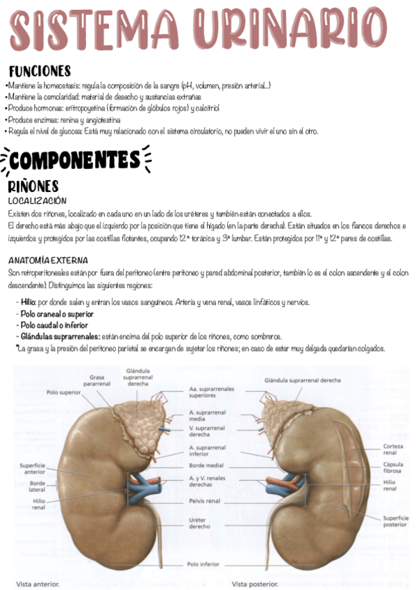 Miniatura del documento T24-Sistema-Urinario.pdf