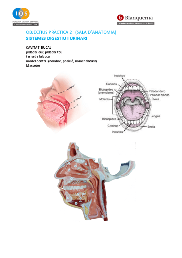 Miniatura del documento PRACTICA-2-GR-FISIO.pdf