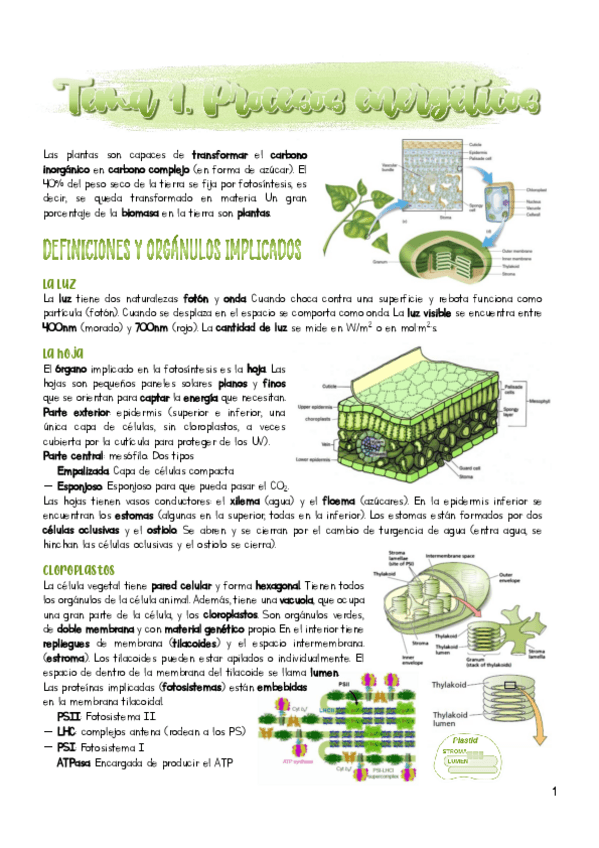 Miniatura del documento Tema-1.pdf
