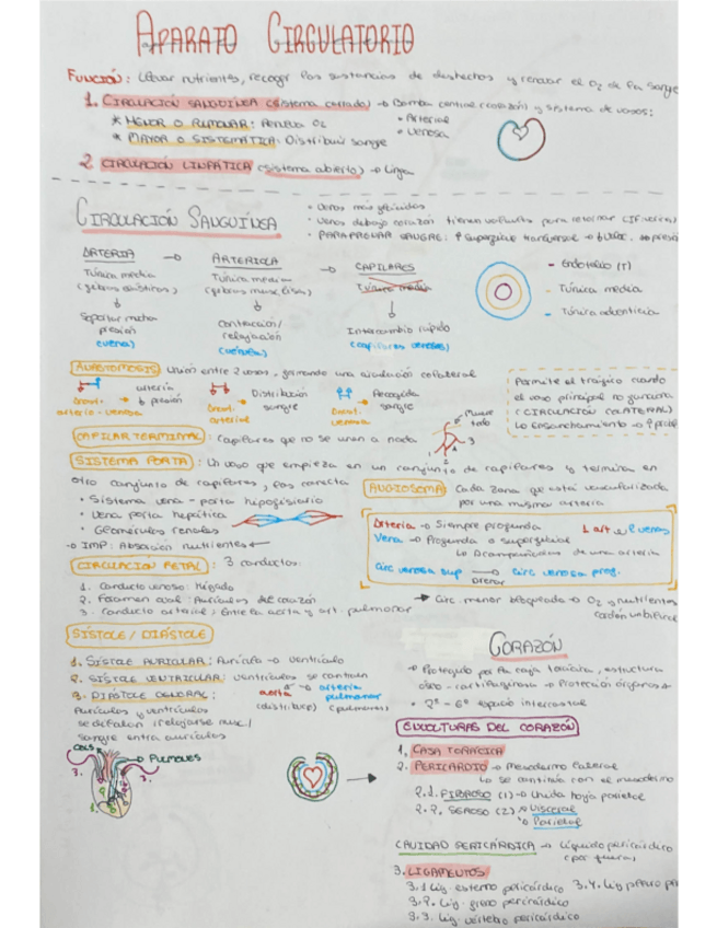 Miniatura del documento Aparatocirculatorio.pdf