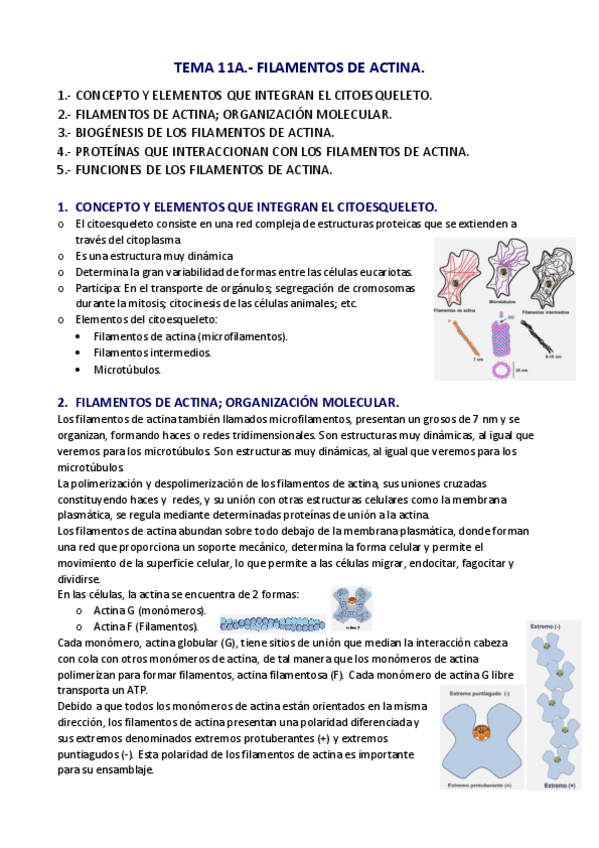 Miniatura del documento APUNTES-T.pdf