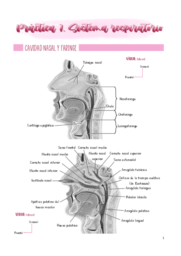 Miniatura del documento Practica-7.pdf