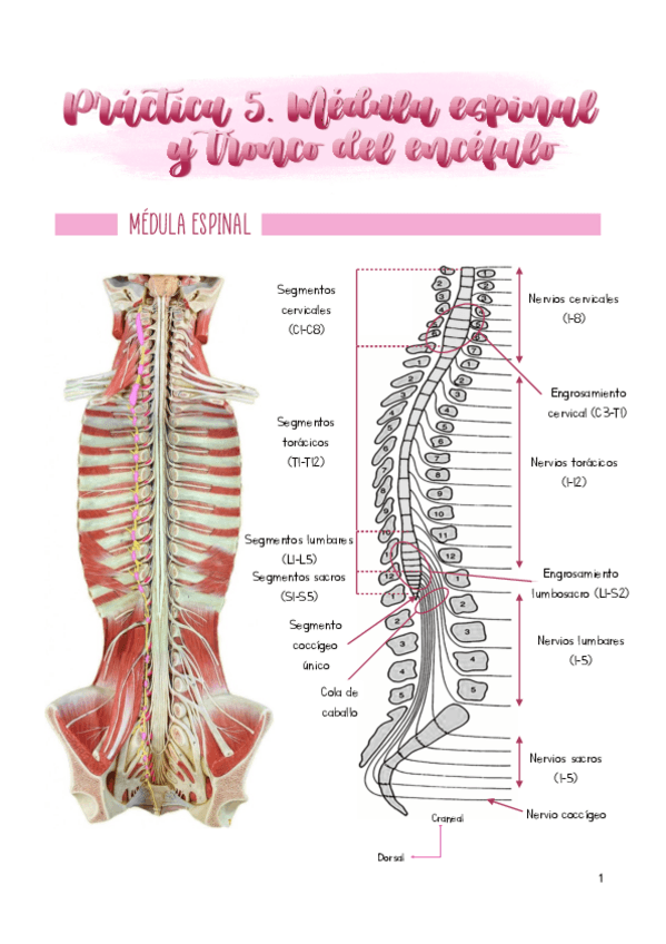 Miniatura del documento Practica-5.pdf
