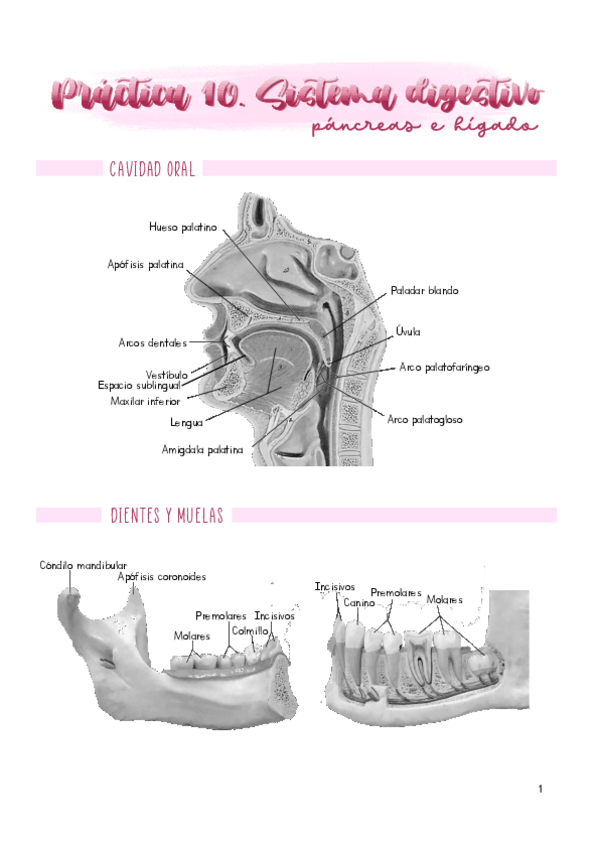 Miniatura del documento Practica-10.pdf