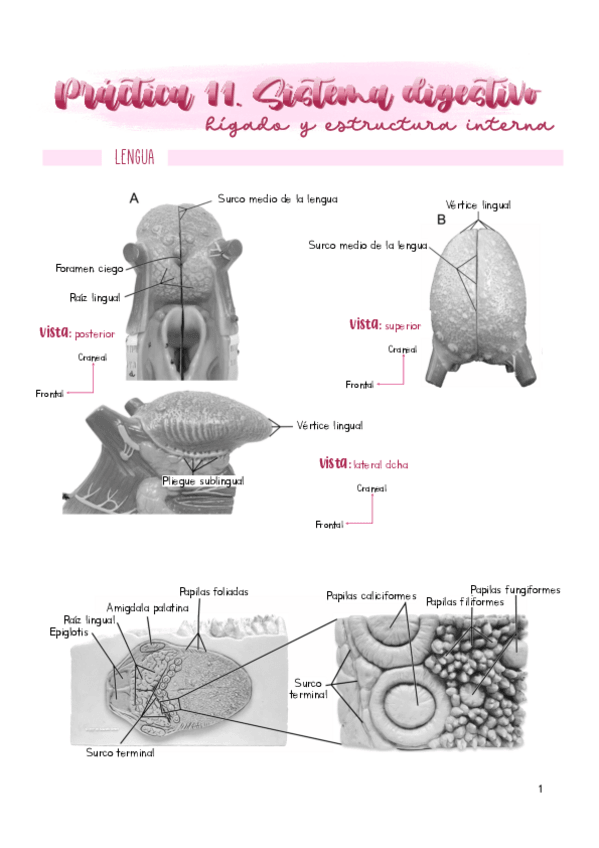 Miniatura del documento Practica-11.pdf