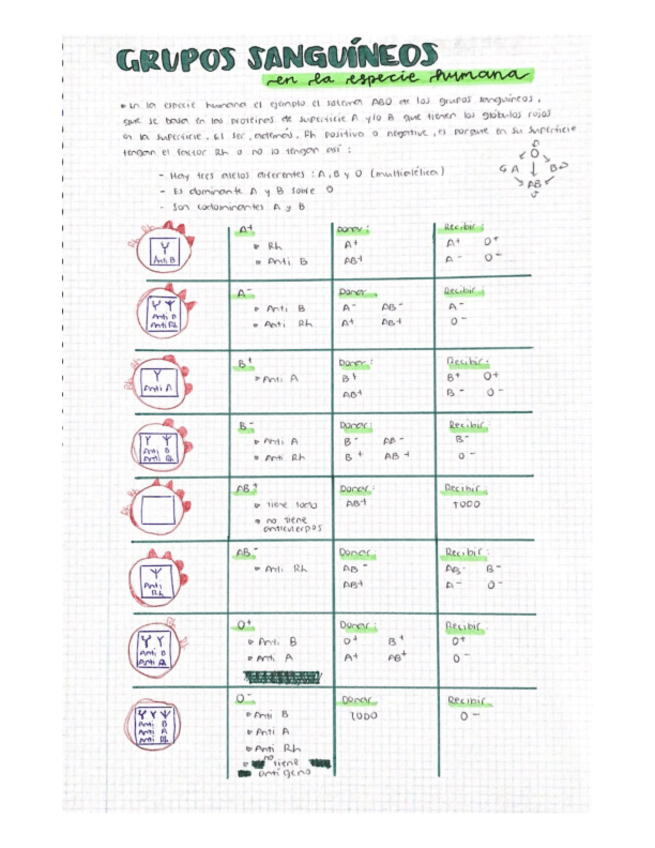 Miniatura del documento GRUPOS-SANGUINEOS.pdf