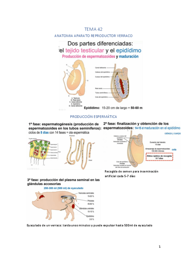 Miniatura del documento Tema-42-esquemas.pdf