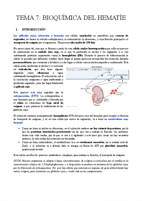Miniatura del documento TEMA-7-BIOQUIMICA-DEL-HEMATIE.pdf