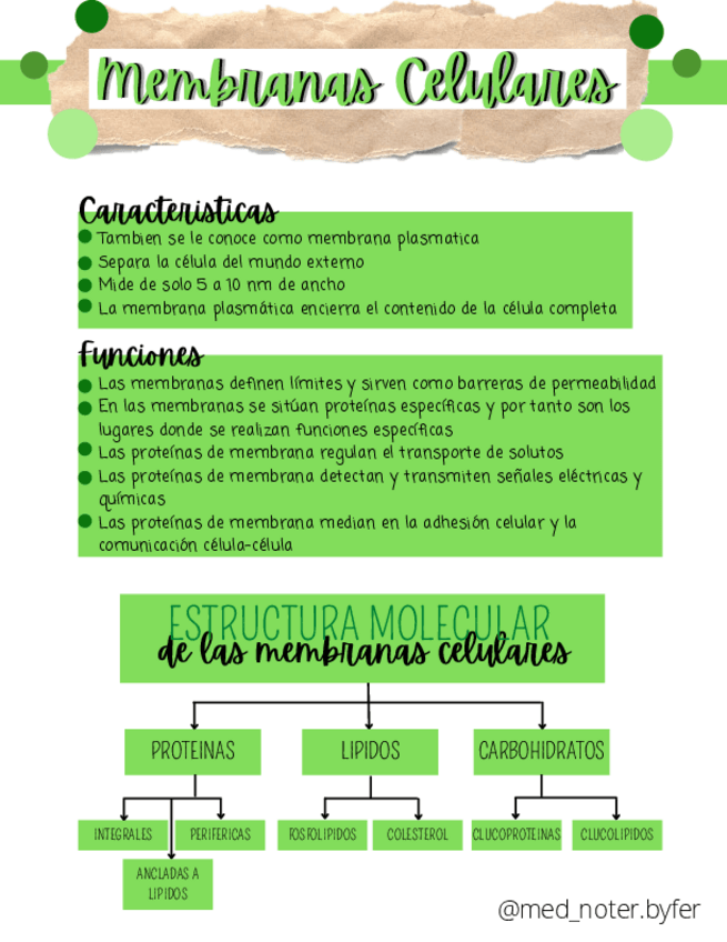 Miniatura del documento Membranas-Celulares.pdf