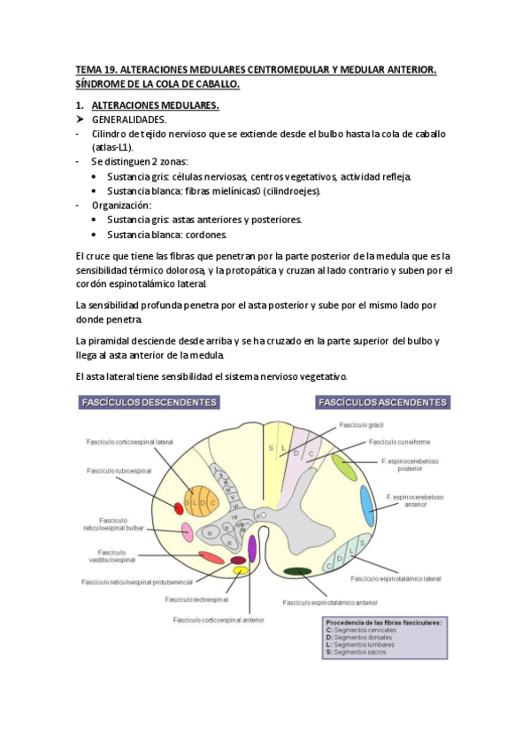Miniatura del documento TEMA-19.pdf