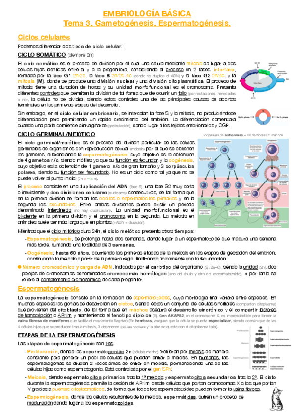 Miniatura del documento EB-T3-Gametogenesis-Espermatogenesis.pdf