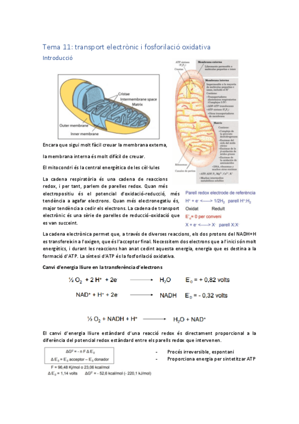 Miniatura del documento Tema-11.pdf