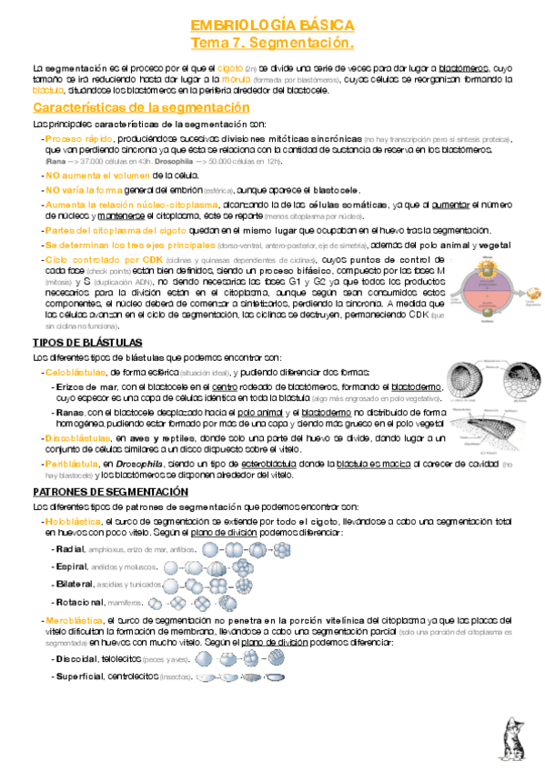 Miniatura del documento EB-T7-Segmentacion.pdf