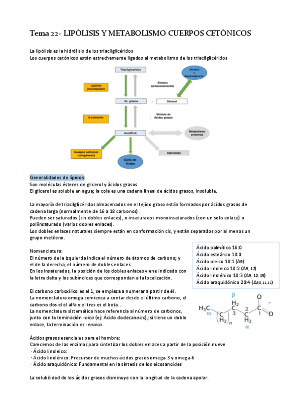 Miniatura del documento Tema-22-LIPOLISIS-Y-METABOLISMO-DE-CUERPOS-CETONICOS.pdf