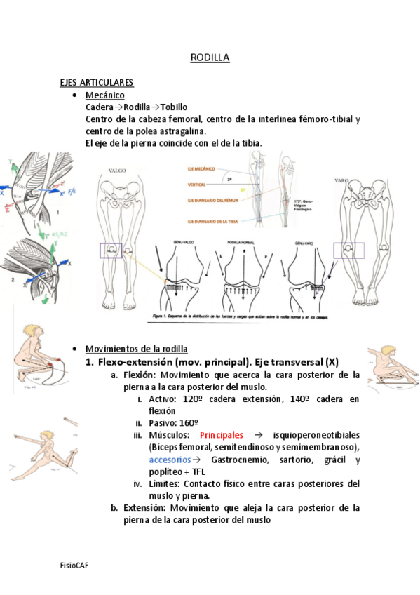 Miniatura del documento RODILLA.pdf