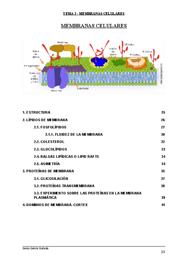 Miniatura del documento TEMA-3-MEMBRANAS-CELULARES-BIOLOGIA-CELULAR.pdf