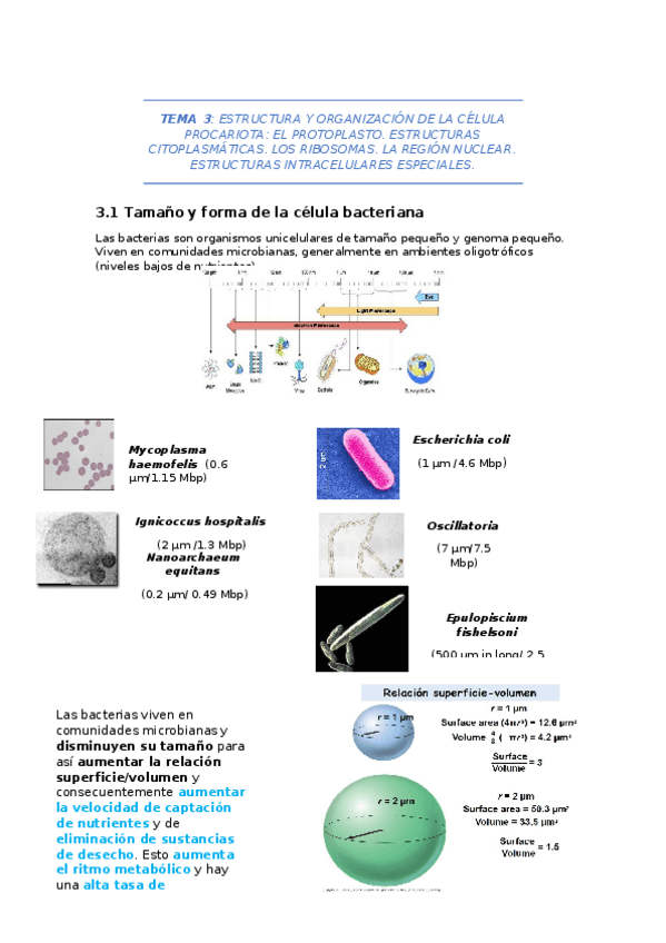 Miniatura del documento tema-3.docx