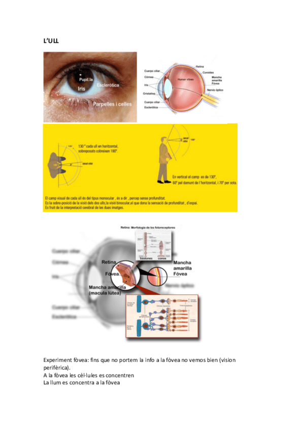 Miniatura del documento Apunts iluminació.pdf