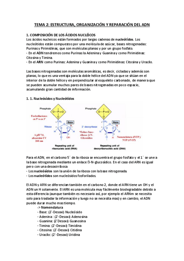 Miniatura del documento Tema-2-genetica.pdf
