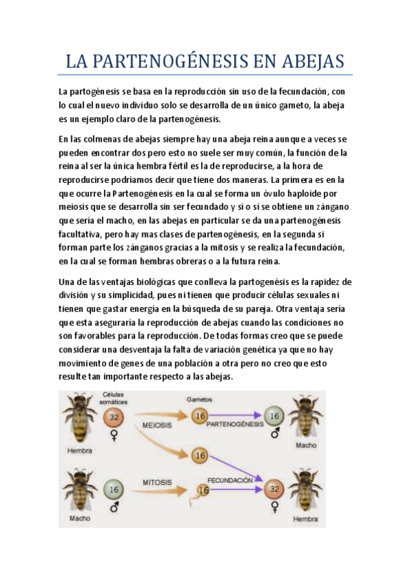 Miniatura del documento LA-PARTENOGENESIS-EN-ABEJAS.pdf