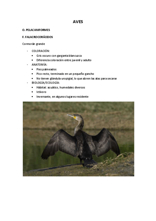 Miniatura del documento AVES.pdf